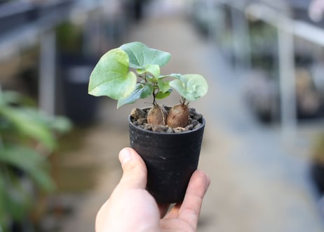 亀甲竜　実生株