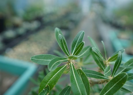 パキポディウム　ロスラーツム　Pachypodium rosulatum