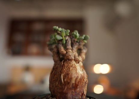ケラリア  ピグマエア   Ceraria pygmaea
