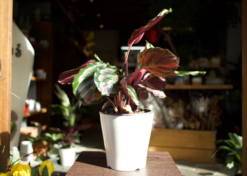 カラテア メダリオンV2 | mana's farm:塊根植物・アガベ・ドライ