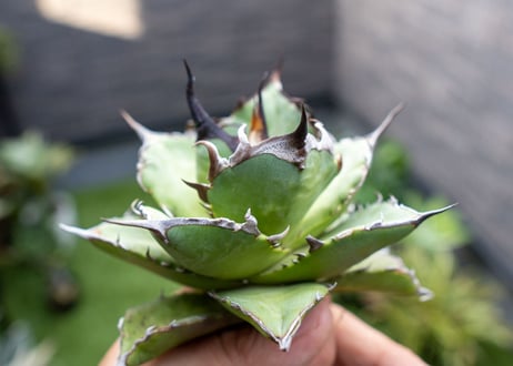Agave ハデス 黒獄 Ｂ NO.2    (G)