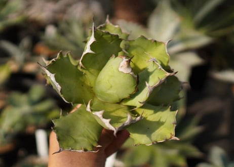 agave　姫厳竜　№11