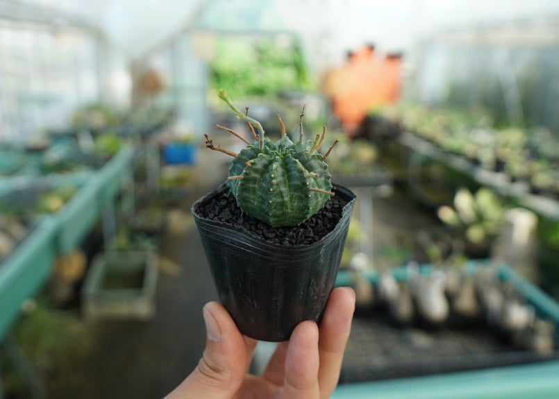 ユーフォルビア スーパーバリダ Euphorbia super valida No.4 |