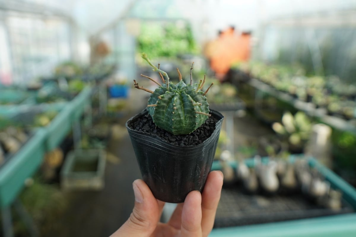 ユーフォルビア スーパーバリダ Euphorbia super valida No.4 |