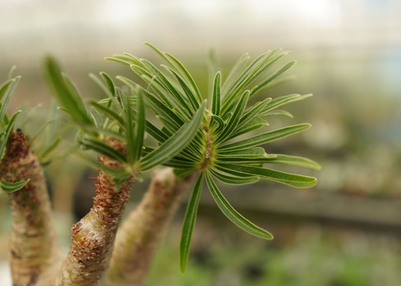 パキポディウム グラキリス 綴化 | mana's farm:塊根植物・アガベ