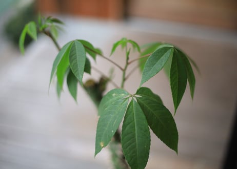 トックリキワタ　Ceiba speciosa