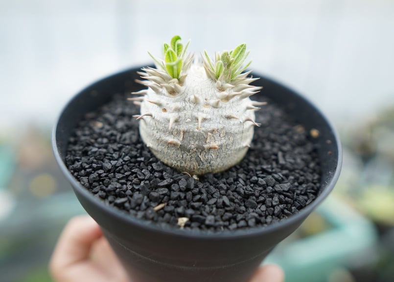 パキポディウム 恵比寿大黒 Pachypodium Densicaule No.3 | man