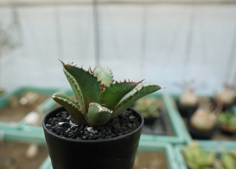 アガベ　チタノタ　FO-76　agave titanota  FO-76