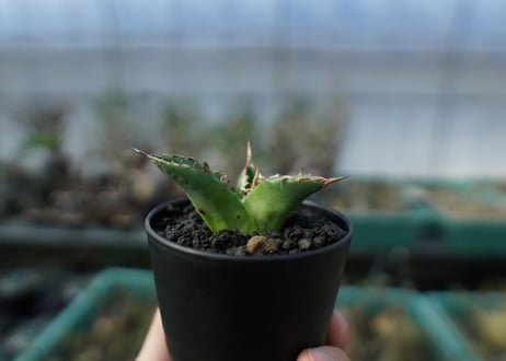 アガベ　チタノタ　白鯨　Agave titanota White whale　A19