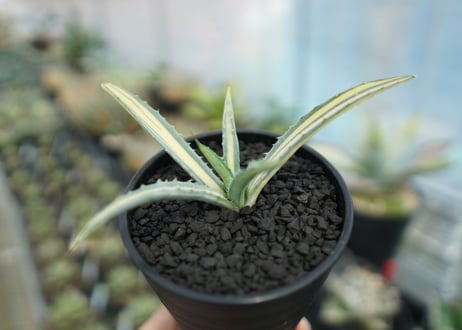アガベ　マクロアカンサ錦　Agave macroacantha variegata NO.1