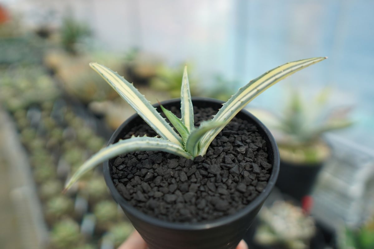 アガベ マクロアカンサ錦 中縞斑 大株