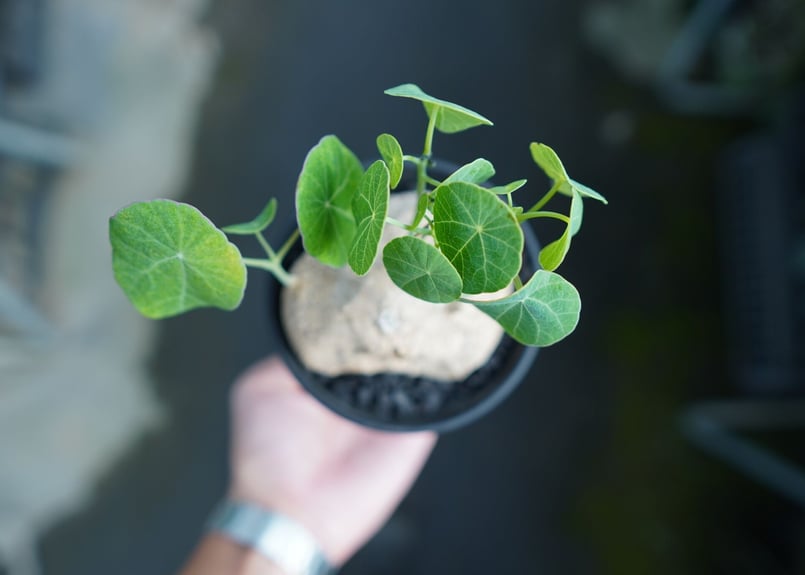 ステファニアエレクタ ステファニア エレクタ Stephania erecta | mana's farm:塊根植物