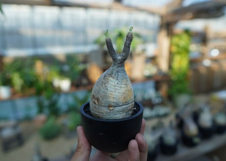 【未発根】パキポディウム　グラキリス　 Pachypodium Gracilius  No.26