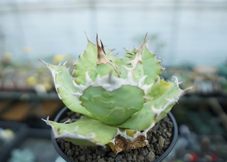 アガベ　チタノタ　聖火　Agave titanota Torch