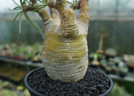 パキポディウム　グラキリス　 Pachypodium Gracilius  No.1