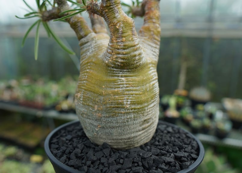 パキポディウム グラキリス Pachypodium Gracilius No.1 | ma