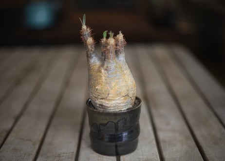 グラキリス　 Pachypodium Gracilius