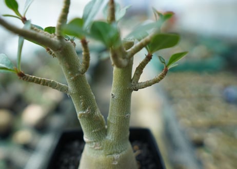 アデニウム　Adenium　No.11