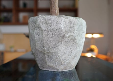 アローディア　コモサ　Alluaudia comosa