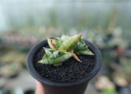 サンセベリア ボンセレンシス スーパードワーフ　 Sansevieria Boncellensis superdwarf