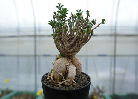 姫紅小松　Trichodiadema bulbosum  No.3