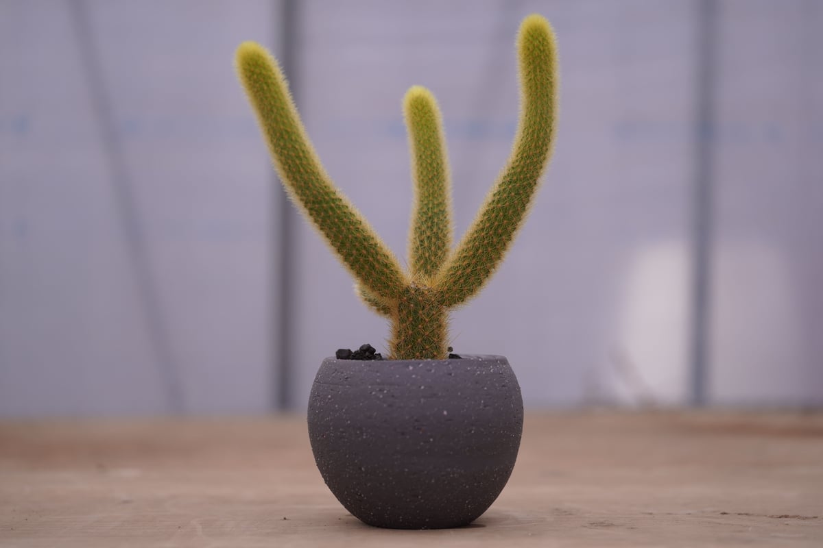 サボテン 金毛柱 Pilosocereusleucocephalus | mana's far