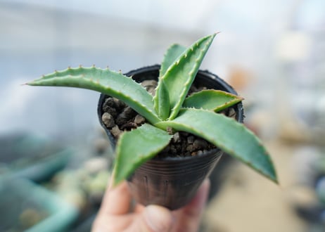 アガベ　パリー　Agave parryi　No.3