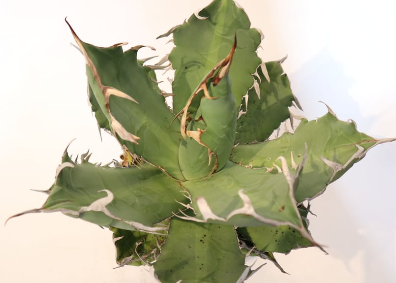 アガベ チタノタ シエラミクスティカ no.9 | mana's farm:塊根植物