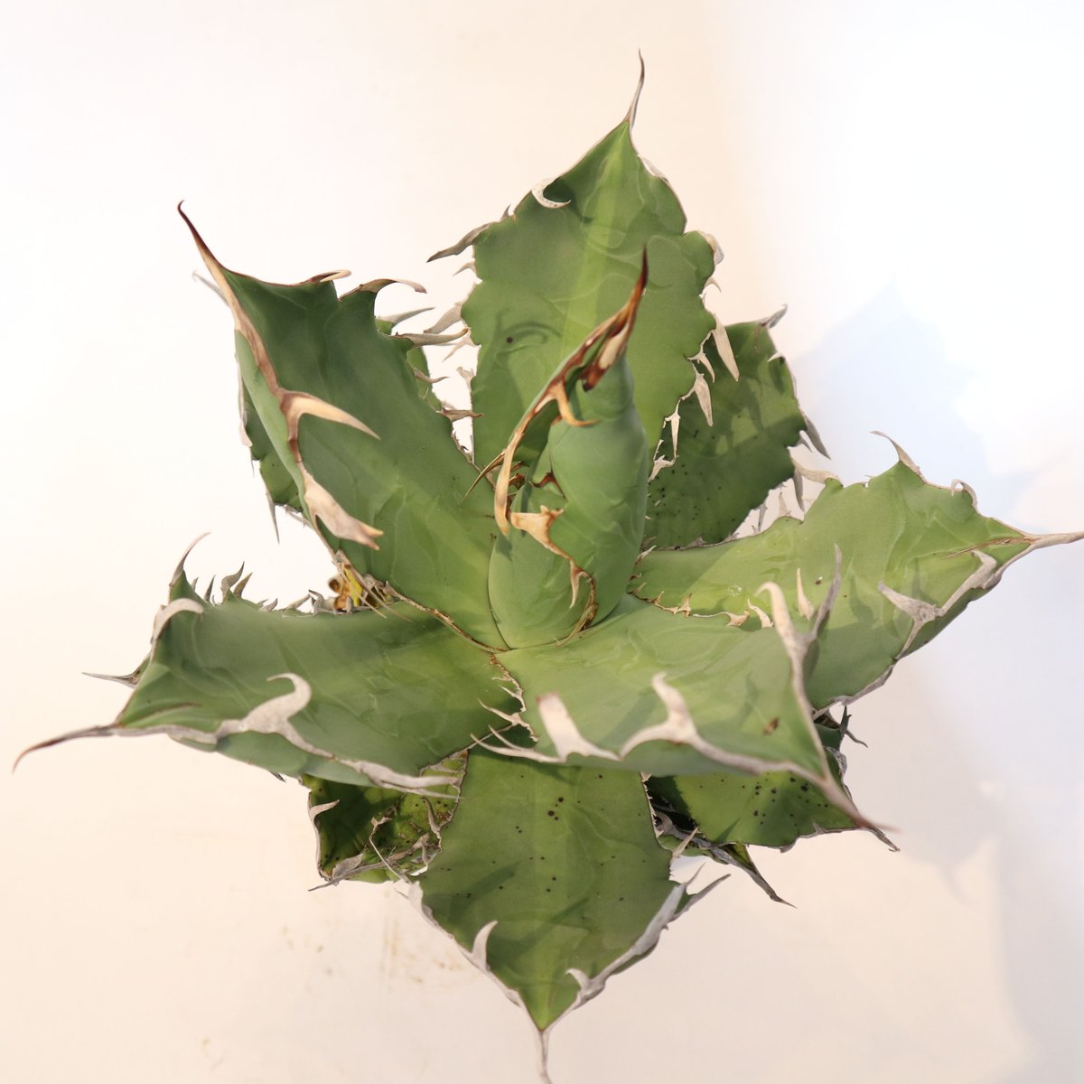 アガベ チタノタ シエラミクスティカ no.9 | mana's farm:塊根植物