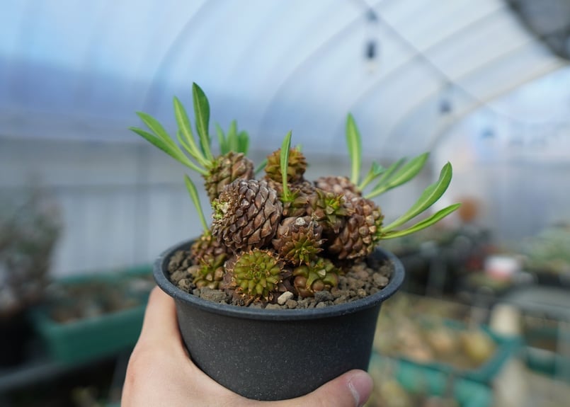 ユーフォルビア 鉄甲丸 Euphorbia bupleurifolia E7 | mana'
