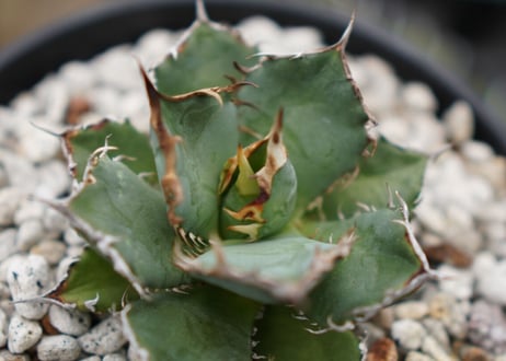 Agave titanota FO-76  E NO.2 (G)