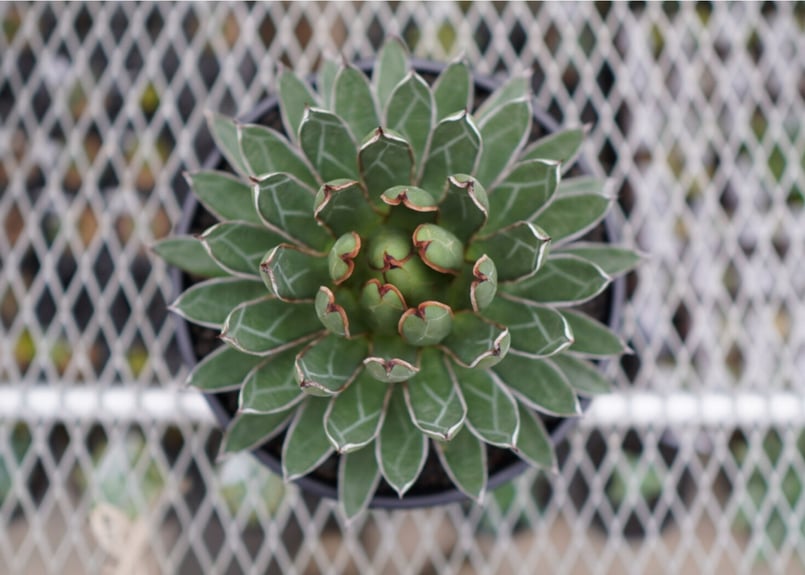 アガベ 雪嶺 fit=scale-down,w=1200