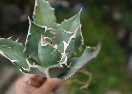 Agave titanota 白鯨 A NO.9