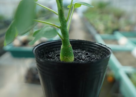 アデニア　グラウカ　Adenia glauca  No.4