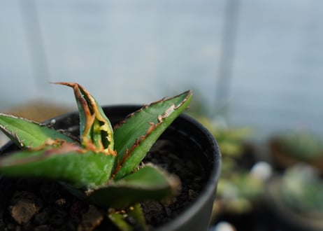 アガベ　オテロイ　agave oteroi　No.1
