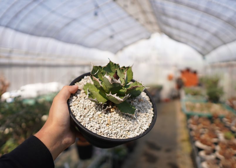 agave titanota dwarf No.2 | mana's farm:塊根植物・ア