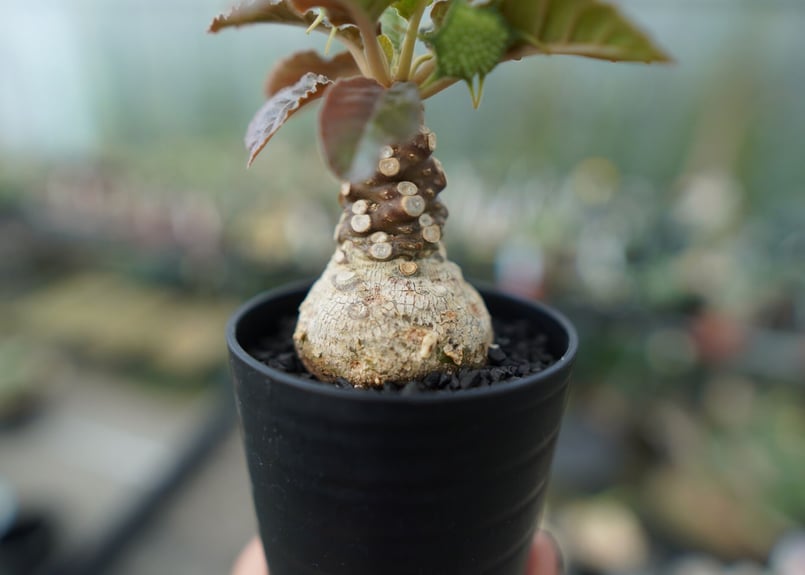 ドルステニア フォエチダ Dorstenia foetida 斑入り No.1 | mana