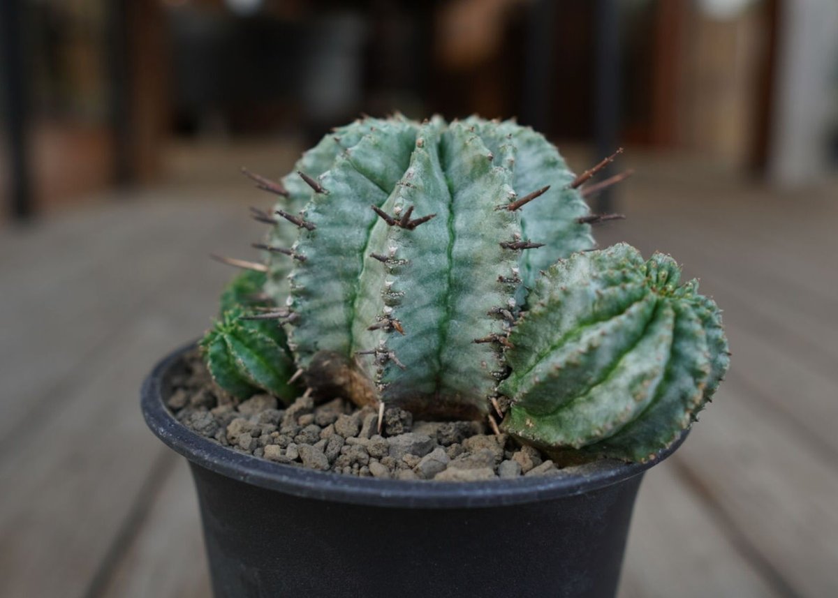ユーフォルビア ホリダ Euphorbia horrida | mana's farm:塊根植