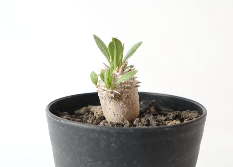 恵比寿大黒　超良型　鉢付き　今期最終値下げ パキポディウム 恵比寿大黒 | mana's farm:塊根植物・アガベ・ドライ