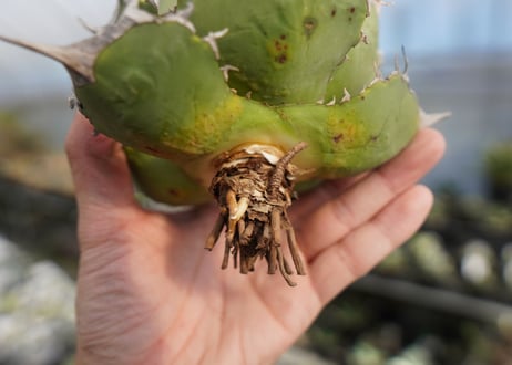 agave titanota 獅子光　lion light No.4