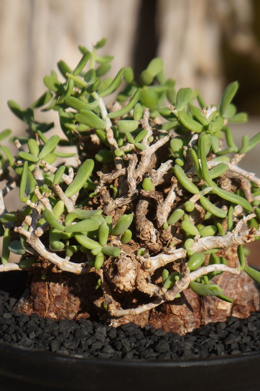 ケラリア ピグマエア | mana's farm:塊根植物・アガベ・ドライガーデン