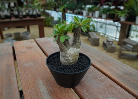 パキポディウム マカイエンセ　Pachypodium makayense　No.7