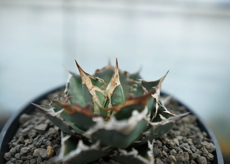 アガベ　チタノタ　FO-76  Agave titanota FO-76　No.2