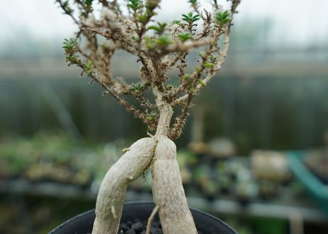 姫紅小松　Trichodiadema bulbosum