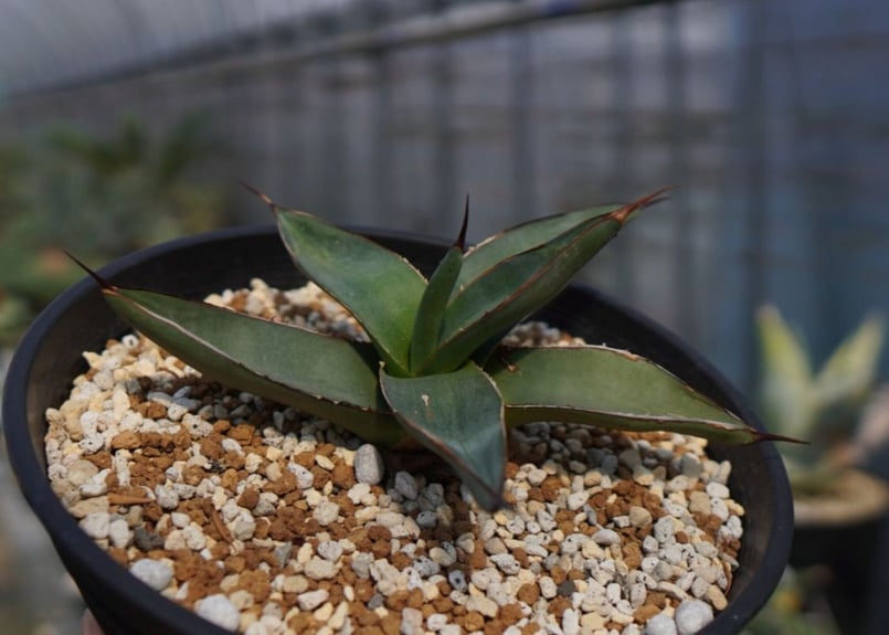 アガベ シャークスキン | mana's farm:塊根植物・アガベ・ドライ