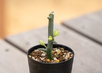 アデニア グロボーサ
