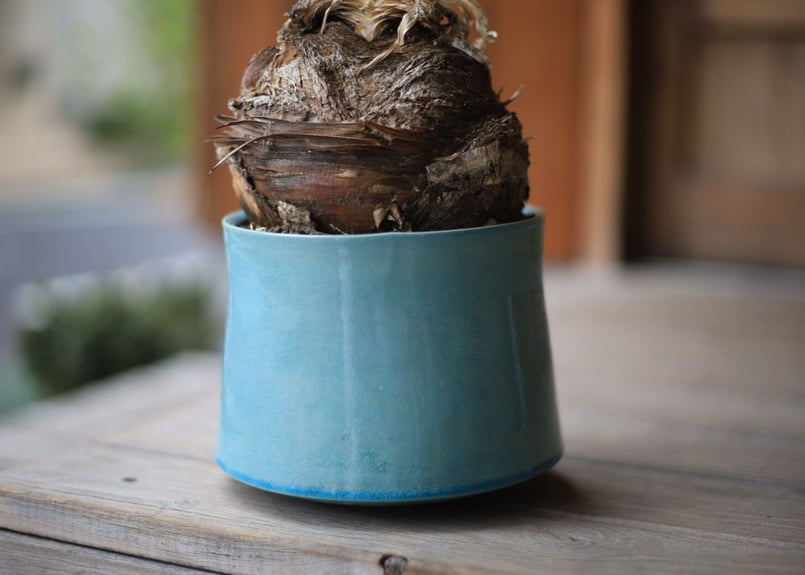 ブーファン Boophane | mana's farm:塊根植物・アガベ・ドライガーデン