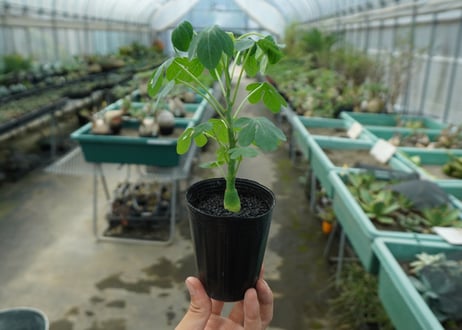 アデニア　グラウカ　Adenia glauca  No.4