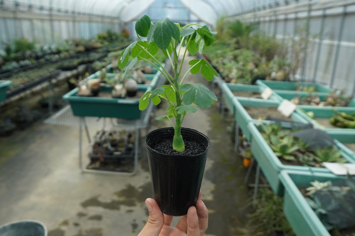 アデニア グラウカ Adenia glauca No.4 | mana's farm:塊根植