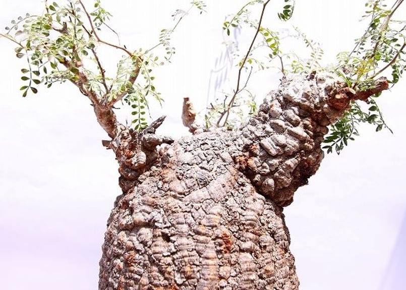 オペルクリカリア パキプス | mana's farm:塊根植物・アガベ・ドライ